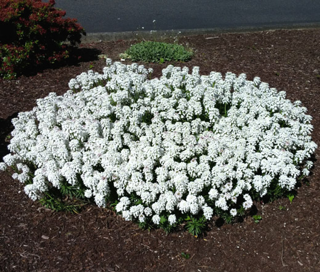 Plant with white flowers