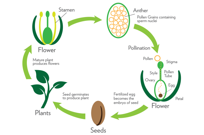 Flowering plant life cycle