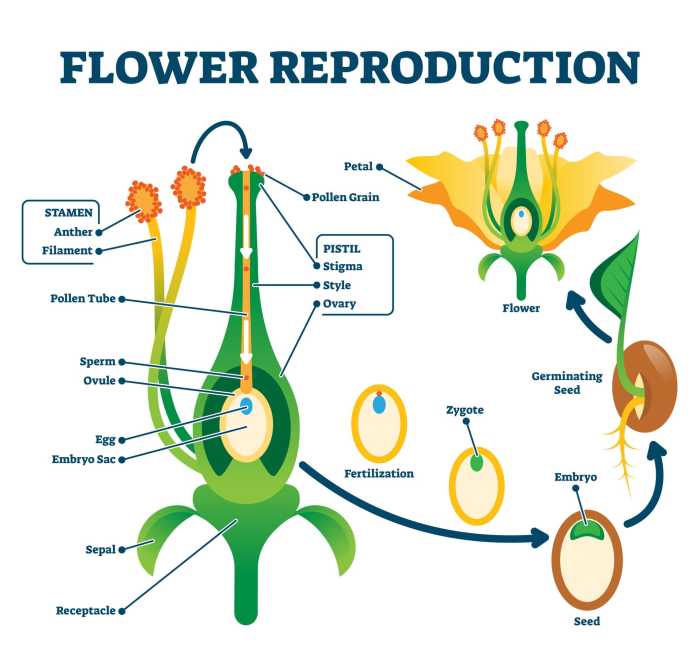 Flowering plant life cycle