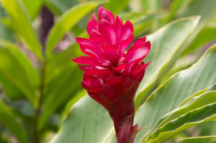 Ginger plant with pink flowers