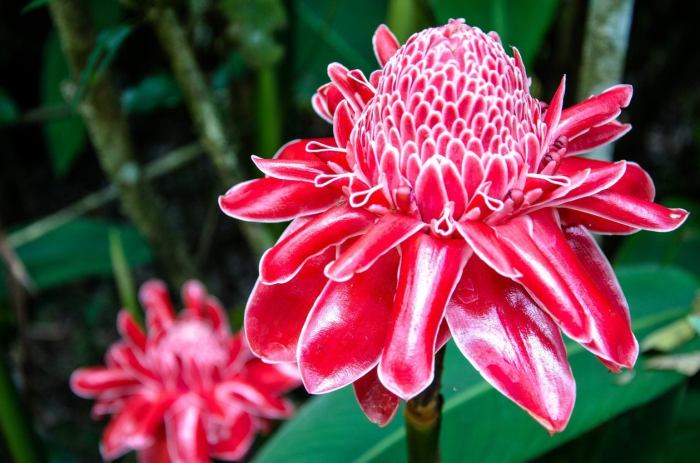 Ginger plant with pink flowers