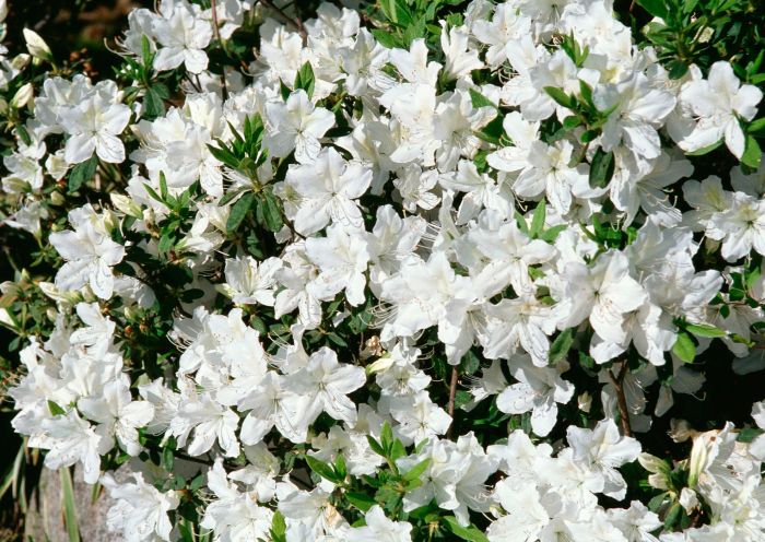 Plant with white flowers